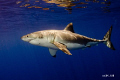   Great White Shark Guadalupe Island. What beautiful creature Island  